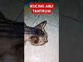 KUCING ABU TANTRUM #cat #mpus #catlover #kucing #mpusmeowmeow #kucingabu #fypシ゚viral #fyp