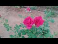 hybreed old breed rose high rated rose u0026 more demand very easy to crop