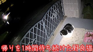 野良猫が家主の帰りをずっと待っていた