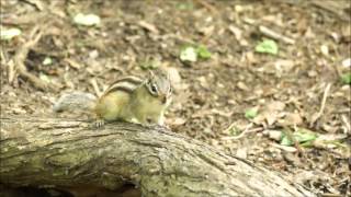 リスってこんな鳴き方するんです