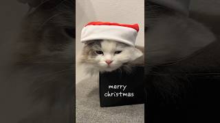 ナナちゃん2回目のクリスマス#ねこ部 #ミヌエット#ねこのいる生活 #ねこのいる暮らし #ねこのきもち #ねころく#ねこ動画 #猫サンタ#猫のクリスマス#ナナにち