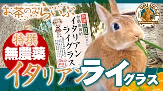 うさぎ新牧草ラビッツ「特撰無農薬栽培イタリアンライグラス」をライブであげてみた〜ちゃんと食べてくれたかな？：うみちゃん見ながら お茶のみライブ [Lv03]