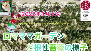 【ど根性ばら】4月上旬の薔薇の様子　#ばら　#ばら誘引