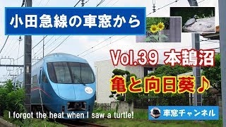 小田急線の車窓から vol.39 本鵠沼 亀と向日葵♪ I forgot the heat when I saw a turtle!