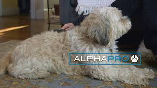 Introducing Alpha Pro To Your Pet