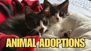 Shelters Are Overflowing with Pets Nobody Wants — Until Now