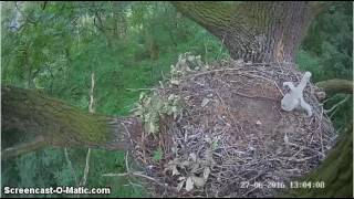 27/06/2016  13:04  Bociany Czarne Second storklet caught by Hawk