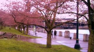 Sakura Sunday, Cherry Blossom Festival in Portland, Oregon