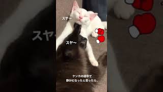 喧嘩の途中で急に静かになった猫たち。ソルトとシュガー