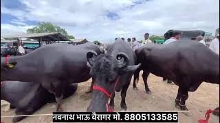 म्हैस बाजार घोडेगांव || शुक्रवार बाजार || किमती मधे घसरण 😲 || buffalo market ghodegaw || mandi ||