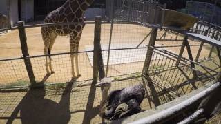 沖繩兒童王國Okinawa childrens zoo