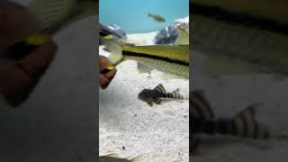 top5 pleco L397 #motivation #music #trending #plecofish #top #tiktok #aquarium