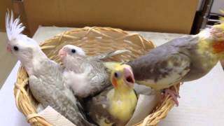 国産 オカメインコ シナモンパイド ＆ WFシナモンパールパイド♂ ＆ WFシナモンパール 生後約１ヶ月