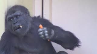 シャバーニ家族 945  Shabani family gorilla