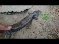 fishing for big catfish in a hole with eels ornamental fish koi fish gourami turtles