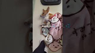 短いあんよ曲げてるねえ　#コーギー　#コーギーのいる暮らし #犬 #犬のいる暮らし