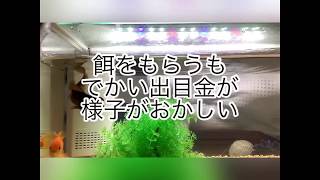 うちの金魚たち、転覆病発症‼️【2.5歳と1.5歳（笑）】