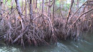 Mangroves in Belize