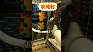 阿比洗澡#灰鸚鵡#pet#bird#grayparrot