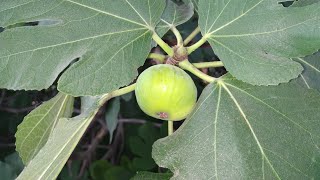 Edible fruits at Germany's biggest feral fig (Ficus carica)