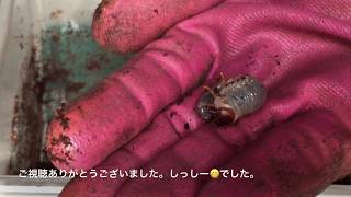 【カブトムシ】レッドアイレッドボディカブト「江田島レッドアイ」の幼虫が順調に育っているか見てみました。