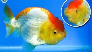 SOLD | Ranchu Goldfish for Sale *FB1152