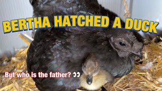 BERTHA HATCHED A DUCK EGG! (Also obligatory update and farm tour)