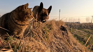 农村生活是猫狗的陪伴，是无花果的香甜，是麦田里自由的撒欢