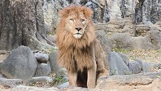 【ライオン】【愛媛県立とべ動物園】柑太郎のクールなファンサービス！