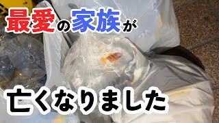 助けられませんでした/最愛の家族が亡くなりました/落ちたて金魚これまでの奇跡/闘病日記