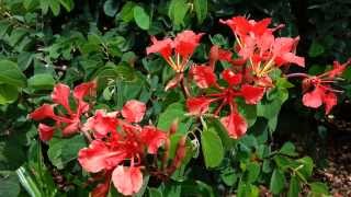 Red Orchid Tree - Bauhinia galpinii Seed Pods HD 05