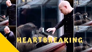 MAGICIAN DOES INCREDIBLE MAGIC TRICK ON AN AMAZED ORANGUTAN HEARTBREAKING