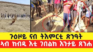 EMN -  ጉዕዞይ ናብ ትእምርቲ ጽንዓት | ኣብ ከብዲ እቲ ገበልከ እንታይ ጸንሐ ብጋዜጠኛ ዮናስ ኣብርሃም   - Eritrean Media Network