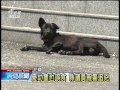 20140410 公視晚間新聞 花蓮頻傳肉包子毒狗 至少已6犬死