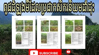 ពូជដំឡូងមីចម្រុះ Cassava Asean