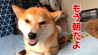 柴犬が起こしに来たので２度寝に誘ったら可愛すぎた shiba inu is sleeping