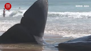 搁浅在葡萄牙海滩的鲸鱼将难以生存