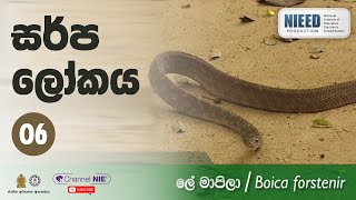 සර්ප ලෝකය 06 - ලේ මාපිලා (Boica forstenir)