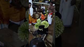 Panjurli theyyam ❣️ പഞ്ചുരുളി തെയ്യം | kuppe panjurli | #pranavdivakaran #theyyamkasargod