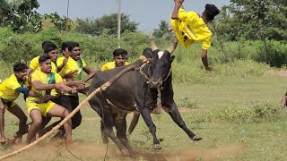 2023.வடத்திற்க்கு காளையும் காளையர்கலூம் பயிற்சி எடுக்கும் .Videos 14