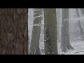 4k walk in a snow forest stock footage virtual winter forest 4k no copyright video