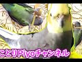 会いたかった～とホーホケキョをひたすら🎵歌うオカメインコのごじらちゃん🎵sing cockatiel godzilla chan