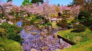 4K HDR 新潟 村松公園の桜 Niigata,Sakura at Muramatsu Park