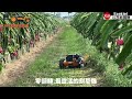 xlk x2rs超級拓荒者遙控割草機火龍果園除草作業 xlk x2rs rc lawn mower pitaya orchard weeding.