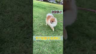 休憩も大事♪ #pomeranian #ポメラニアン #きなこ #お散歩