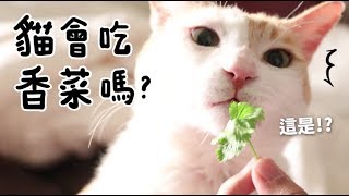 【黃阿瑪的後宮生活】貓會吃香菜嗎？