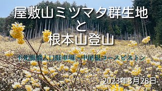 【屋敷山ミツマタ群生地】【根本山】心折れそうになりながら登った根本山の前に！屋敷山ミツマタ群生地が凄すぎた！！こんな景色見たことない！！