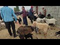 БАЗАР КОРГОН КОЙ БАЗАР 🐑🐏🐑🐏