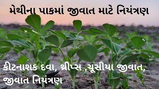 મેથીના પાક‌ માં ચૂસીયા જીવાત માટે દવા નો છંટકાવ || મેથી નું વાવેતર || Realtime Farmer