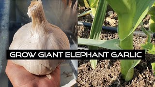 How to Grow Elephant Garlic | Bawang from Start to Finish - Clove To Harvesting The Crop So Easy